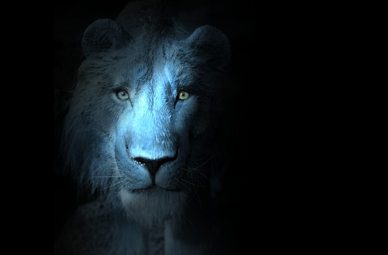 Foto eines Löwen blau angeleuchtet