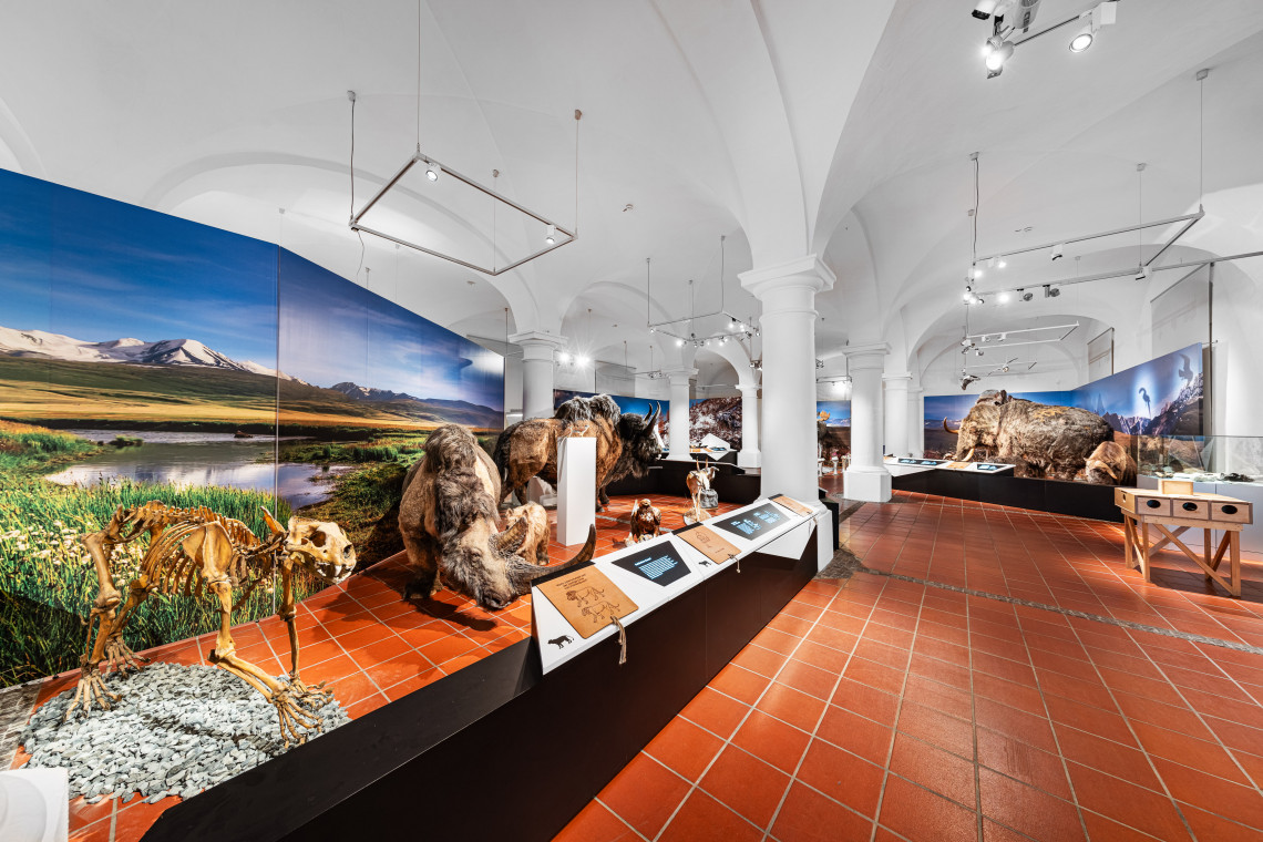 Blick in den Ausstellungsraum mit unterschiedlichen originalgetreuen Tier- und Tierskelett-Nachbildungen